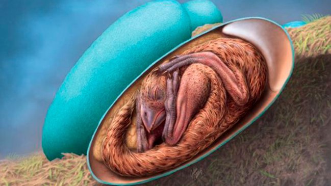   Un embrión de dinosaurio exquisitamente conservado revela una extraña postura 