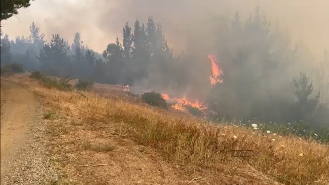 Onemi declara alerta roja en Quillón por incendio forestal que ha consumido 110 hectáreas