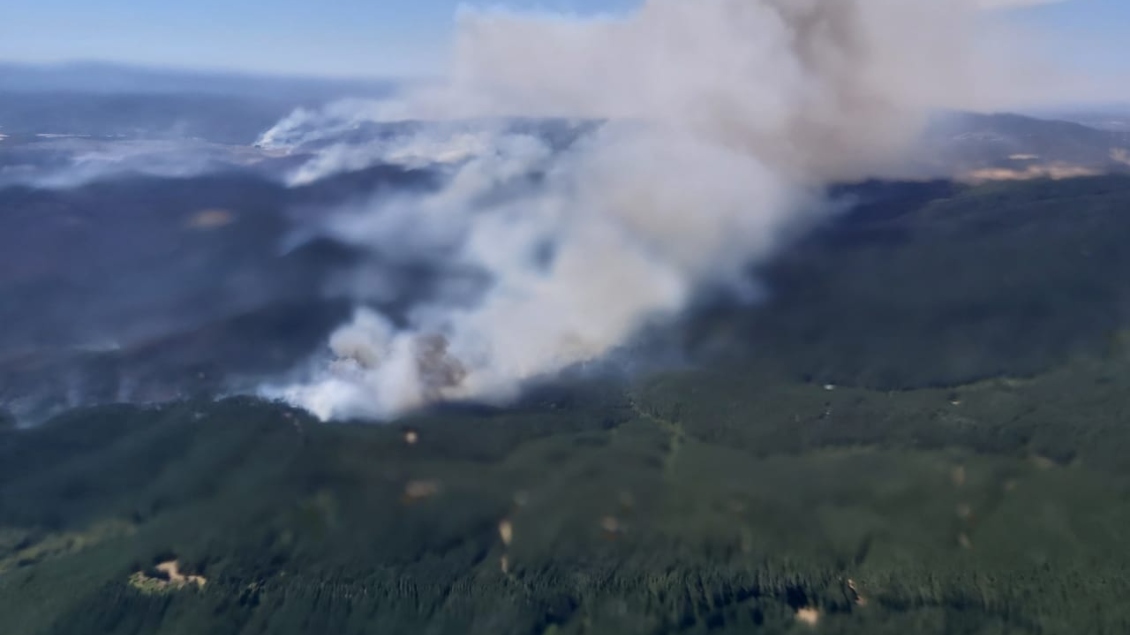 Más de 9.500 hectáreas destruidas por incendio forestal en Los Sauces y Angol