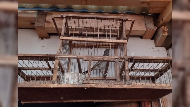 Vecino de Chañaral mantenía ilegalmente tres aves en cautiverio: Son especie protegida