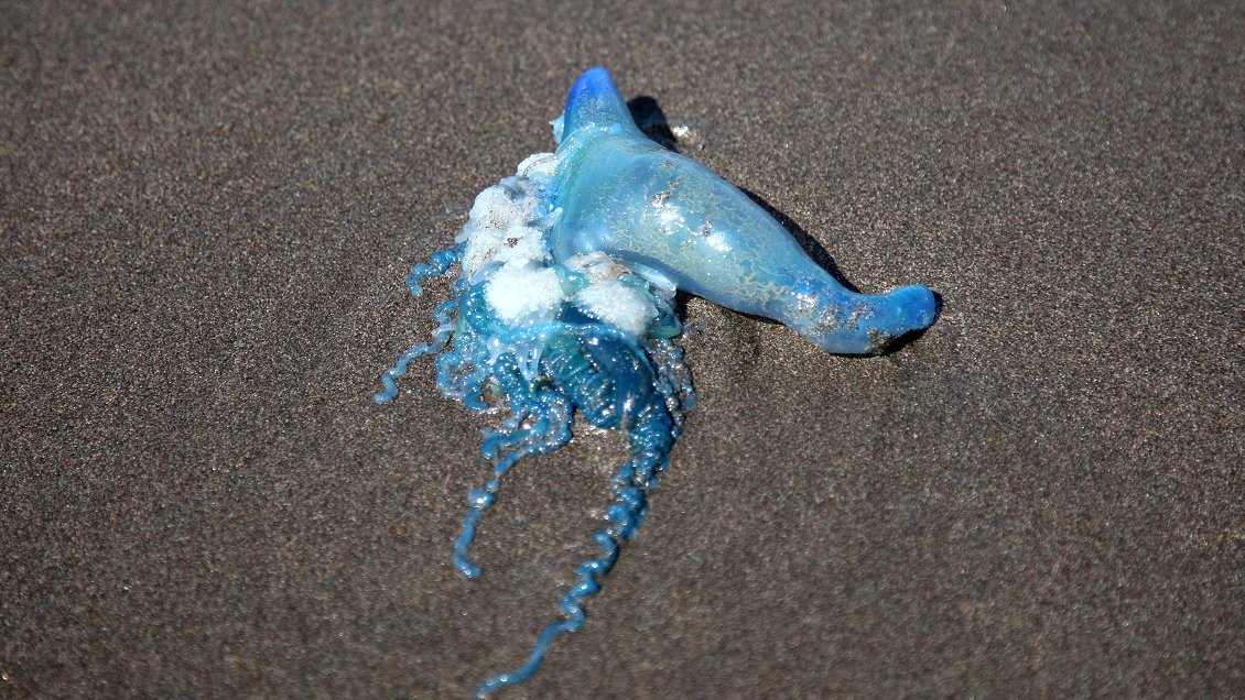 Apareció fragata portuguesa en Viña del Mar, Maitencillo y Papudo