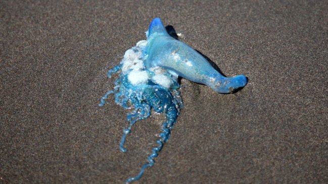 Apareció fragata portuguesa en Viña del Mar, Maitencillo y Papudo