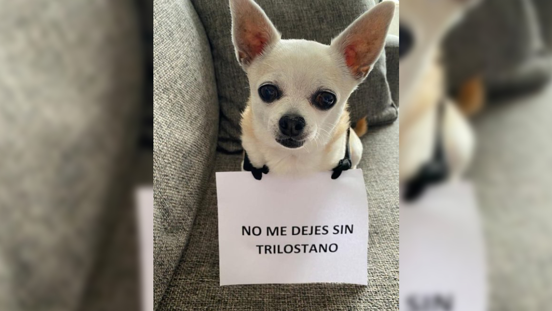 Presentan recurso de protección contra el ISP por prohibir tratamiento para el Cushing canino