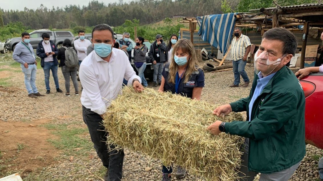 Comenzó entrega de forraje a pequeños agricultores afectados por el incendio de Quillón