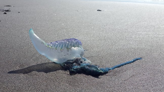 La fragata portuguesa amenaza al litoral central: Al menos cinco playas han cerrado por su presencia