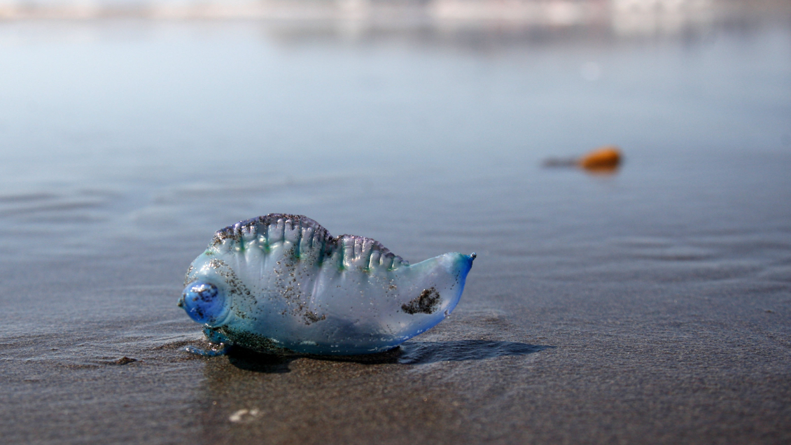 La fragata portuguesa no amaina y ahora obliga al cierre de las playas de Coquimbo y La Serena