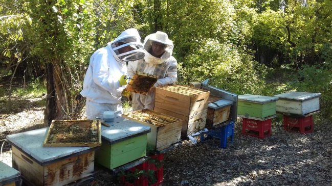   Casi 400 millones en apoyo recibieron apicultores de Malleco y Cautín 