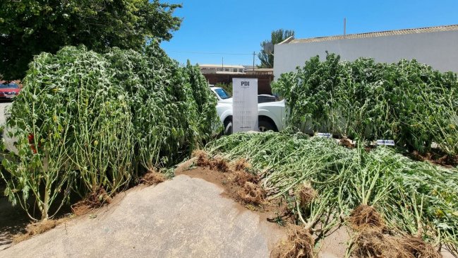 PDI incauta marihuana avaluada en más de 100 millones en Paredones