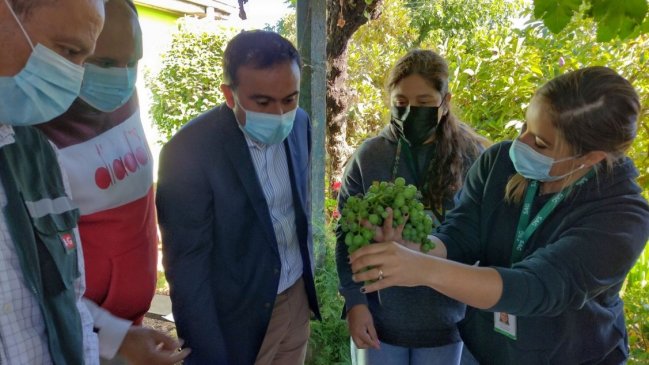 SAG inicia operativo de control de plaga de polilla de la vid en parrones caseros de Ñuble