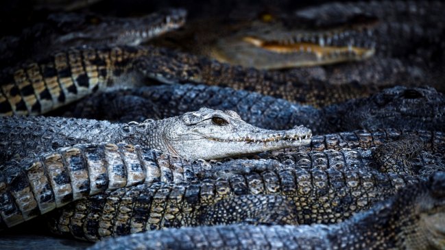 El precio del cerdo disparó la demanda de carne de cocodrilo para consumo en Tailandia
