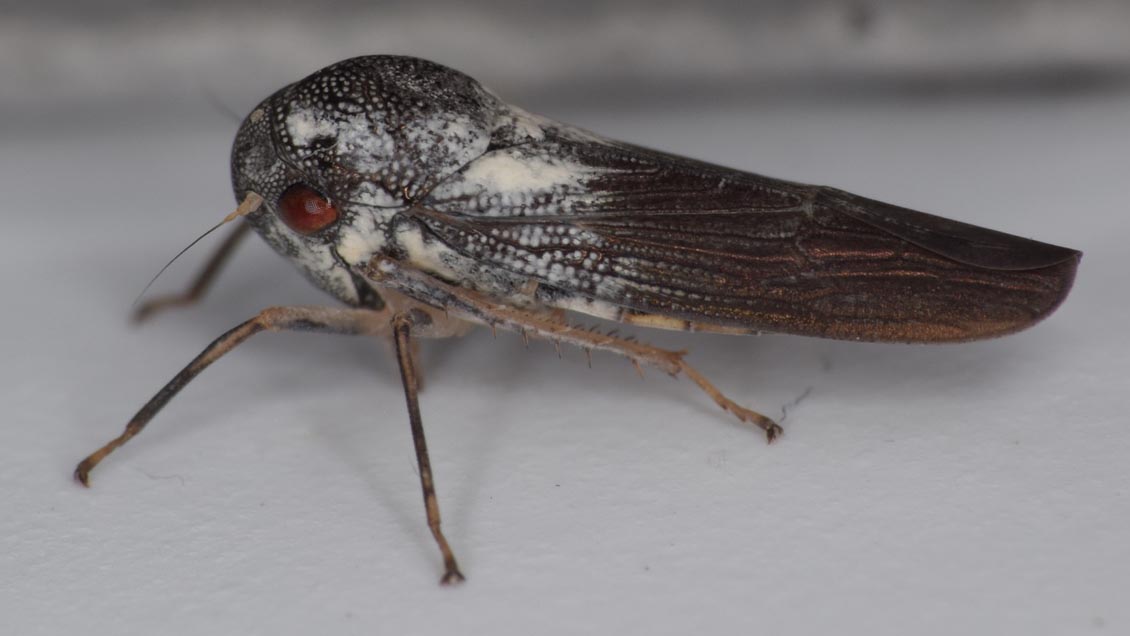 Descubren nueva especie de un insecto 