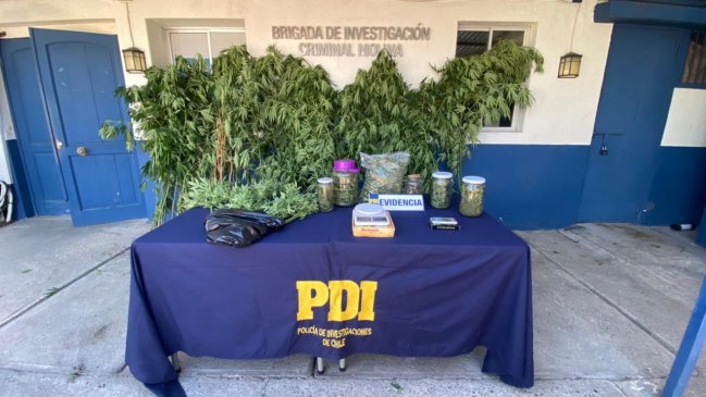 Un detenido y más de treinta plantas de cannabis sativa incautadas deja operativo policial en Molina