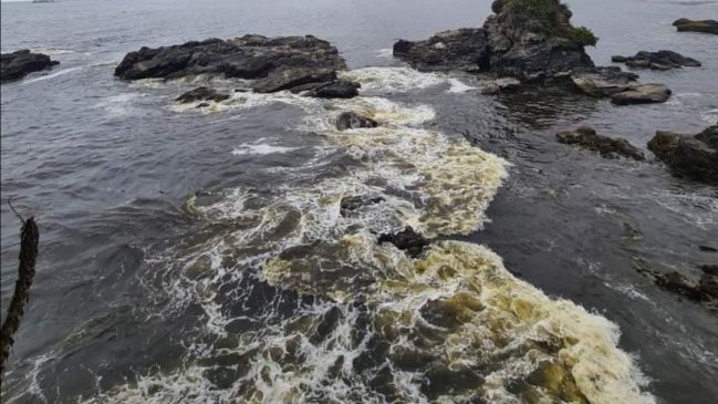 Comité especialista dice que mancha en playas del Biobío es floración algal y no residuos tóxicos