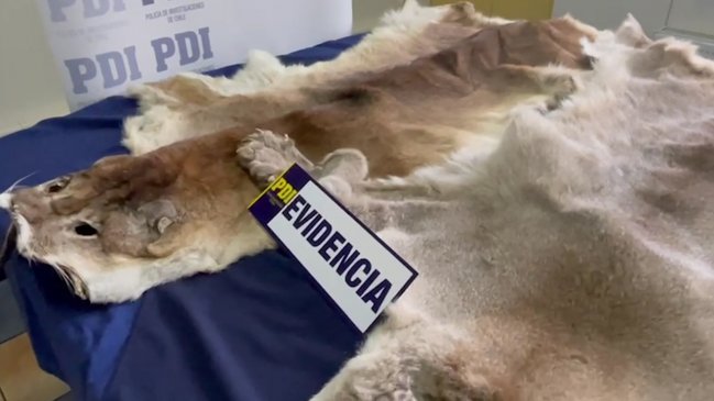  Procedimiento por maltrato animal derivó en decomiso de pieles de puma en Coyhaique  