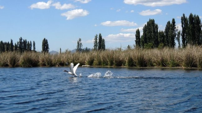 Quillón: Declaran a la Laguna Avendaño como el primer humedal urbano protegido de Ñuble