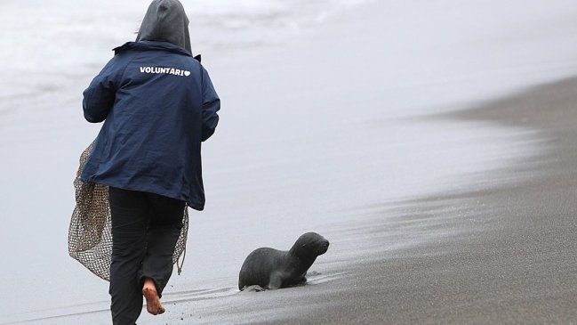   Aumenta varamiento de crías de lobos marinos en Cobquecura: Culpan a kayakistas 