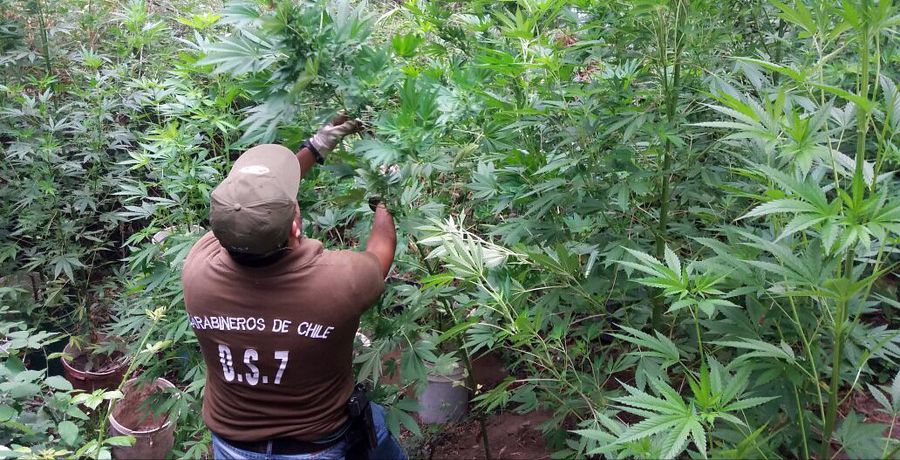 Descubren invernadero con más de 20 plantas de marihuana en sector rural de Collipulli