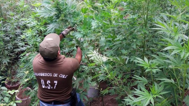 Descubren invernadero con más de 20 plantas de marihuana en sector rural de Collipulli