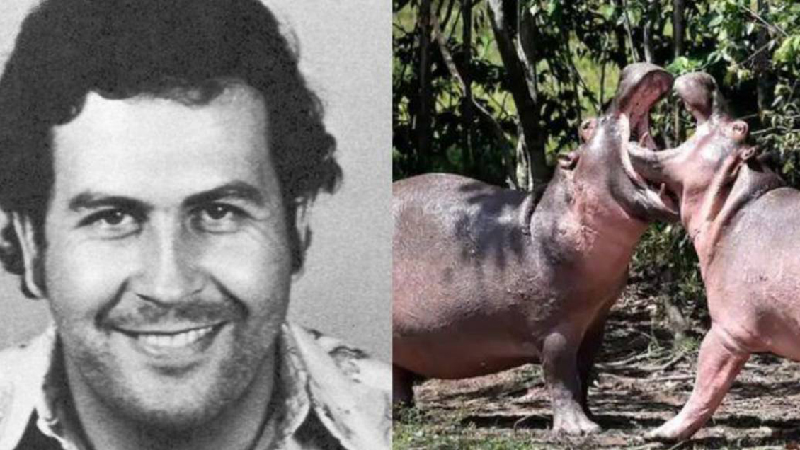 Hipopótamos importados por Pablo Escobar serán declarados especie invasora en Colombia