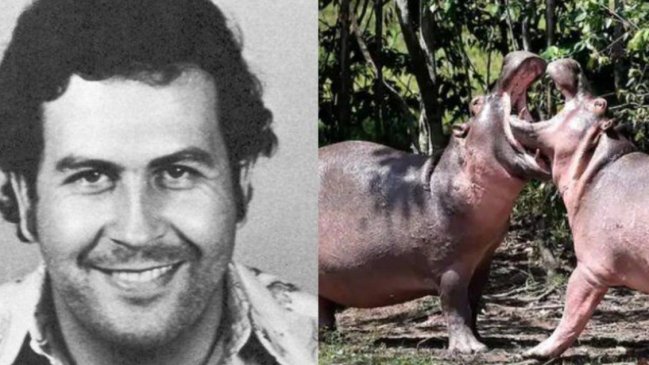 Hipopótamos importados por Pablo Escobar serán declarados especie invasora en Colombia