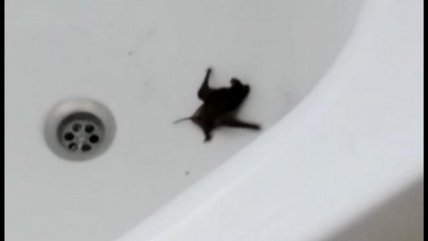   Colonia de murciélagos genera preocupación en condominio de Quillota 