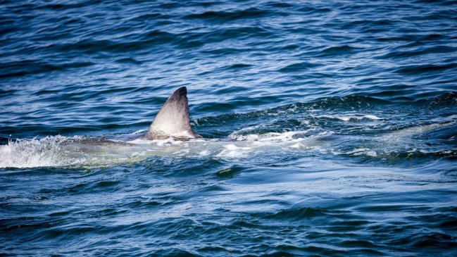  Hombre murió tras ser atacado por un tiburón en Australia: Autoridades buscan atrapar al animal  