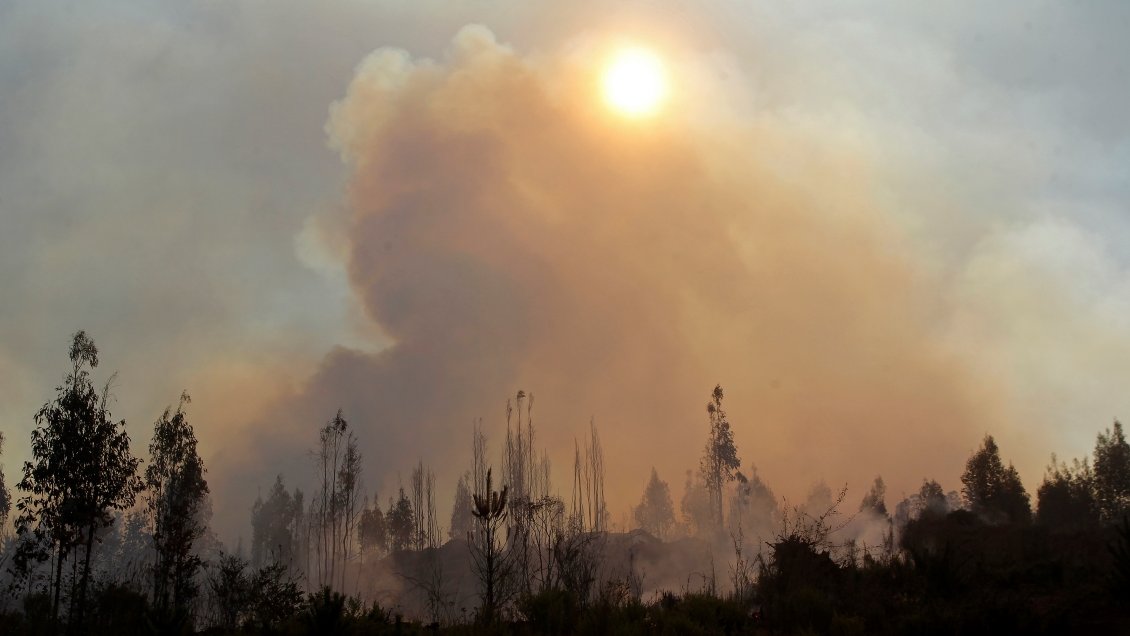 Alerta roja en Ercilla por incendio forestal que amenaza sectores poblados