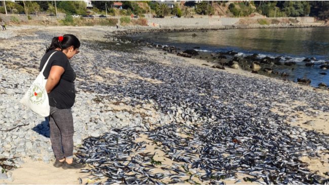 Varazón de sardinas y anchovetas se extendió durante este domingo: Tres playas de Coliumo afectadas