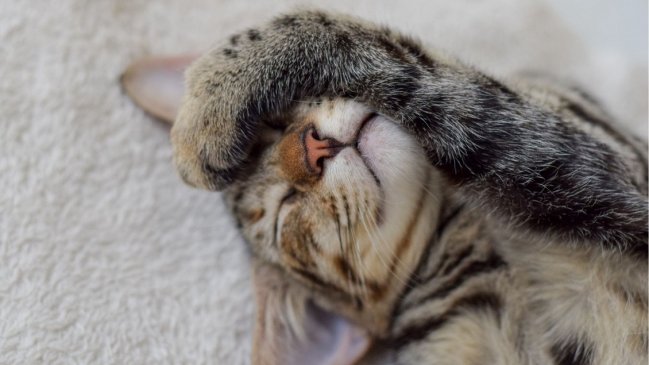 Chilenos adoptan cada vez más gatos: Registro nacional revela los nombres favoritos en el país