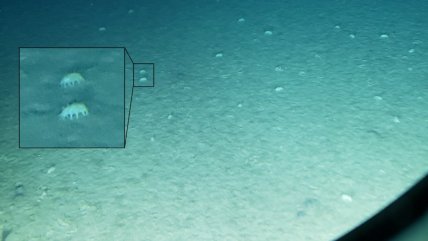   Científico relató las 