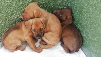   Atacama: Carabineros rescató a cachorros abandonados y los ofrece para adopción 