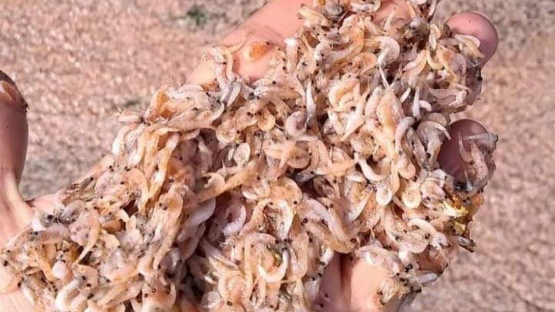 Aysén: Sernapesca investiga varazón masiva de krill en Raúl Marín Balmaceda