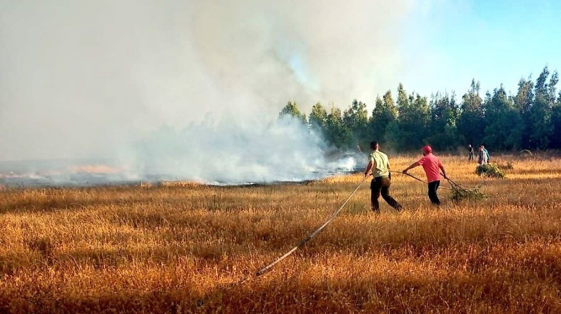 Tres sectores evacuados por incendio forestal que mantiene alerta roja en El Carmen y Pemuco