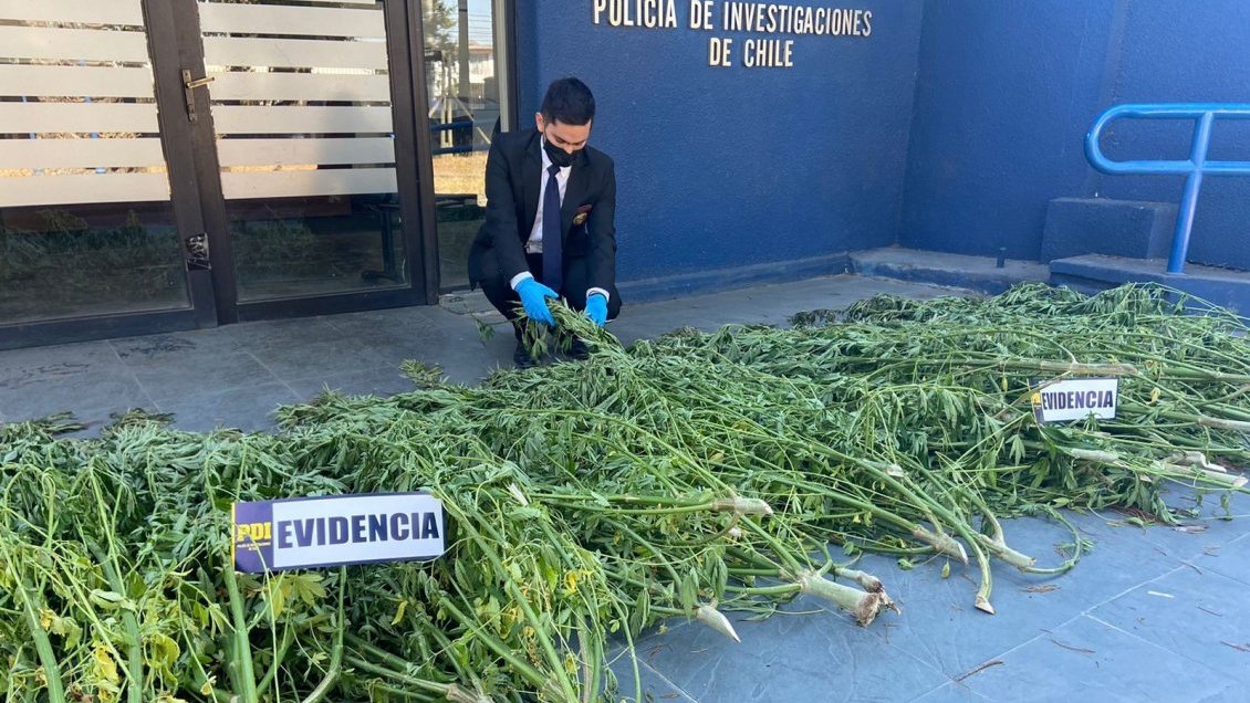 PDI descubrió plantación de marihuana equivalente a 41 mil dosis en predio de Coihueco