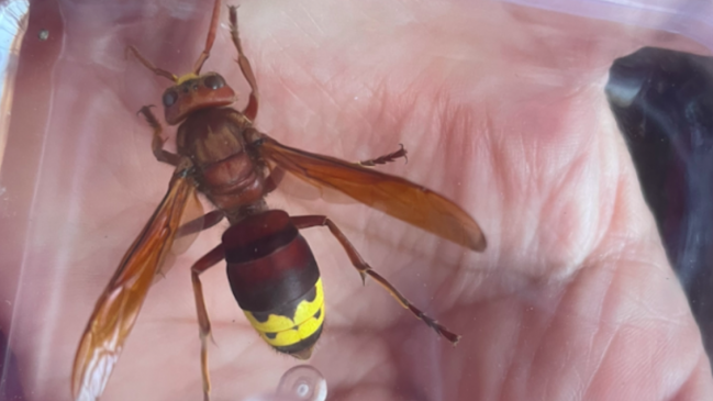 Advierten presencia del avispón oriental en diversas comunas de la Región Metropolitana