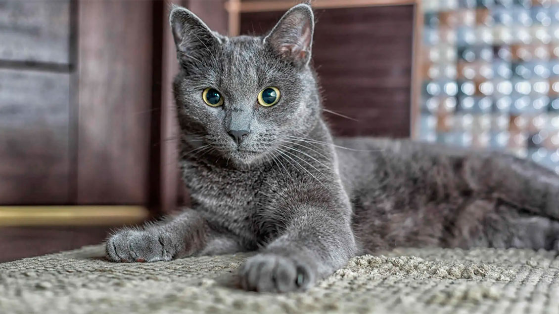 Federación Internacional de Felinos cierra sus puertas a los gatos rusos