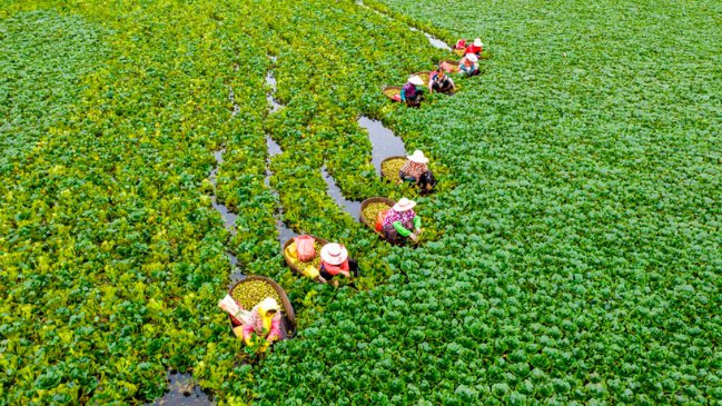 Xi Jinping pide reforzar la autosuficiencia alimentaria de China