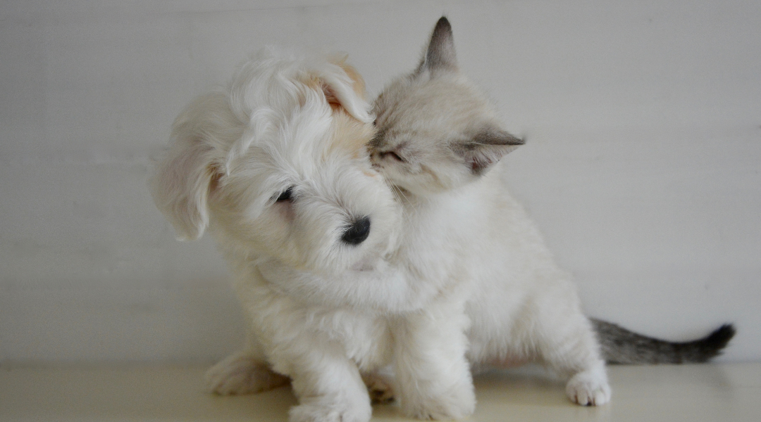 Estudio: En Chile 12 millones de perros y gatos tienen familia mientras otros 4 millones viven sin hogar