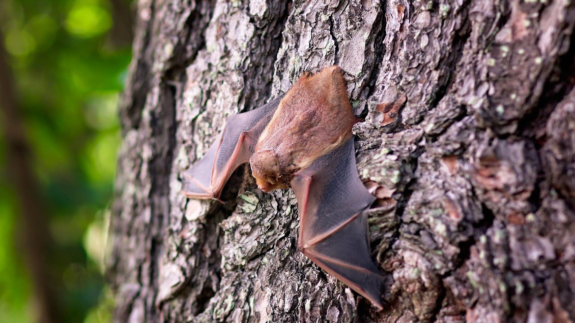 Científicos chinos revelan cómo los murciélagos facilitan la transmisión de virus
