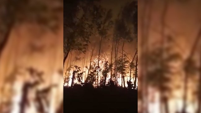 Cuatro comunas del Biobío en alerta roja por incendios forestales que consumen más de 1.300 hectáreas