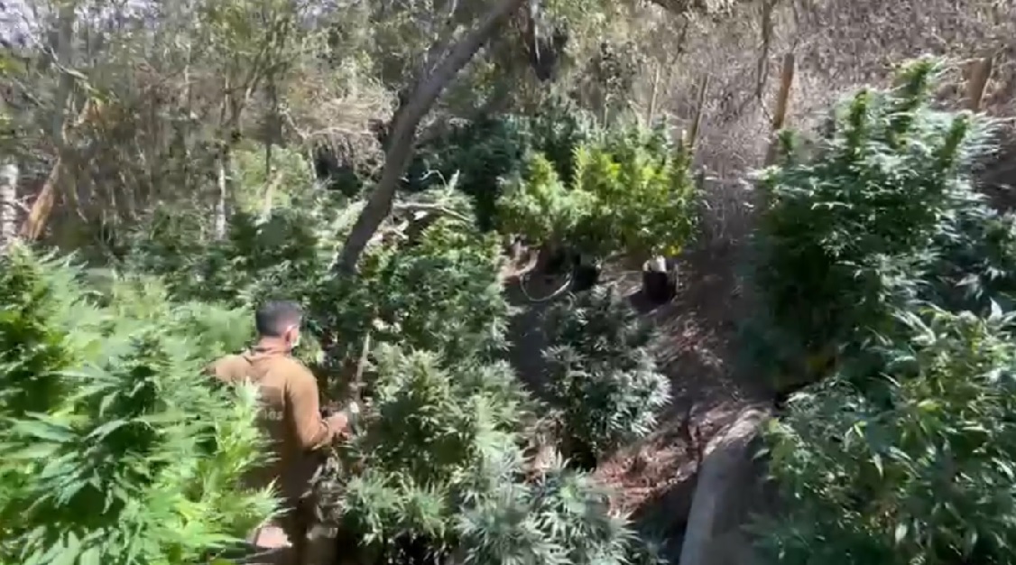 Carabineros decomisó 10 millones de dosis de marihuana en Canela
