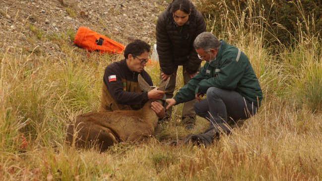 Huemul murió atropellado en el Parque Nacional Cerro Castillo