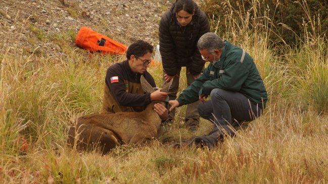 Huemul murió atropellado en el Parque Nacional Cerro Castillo  