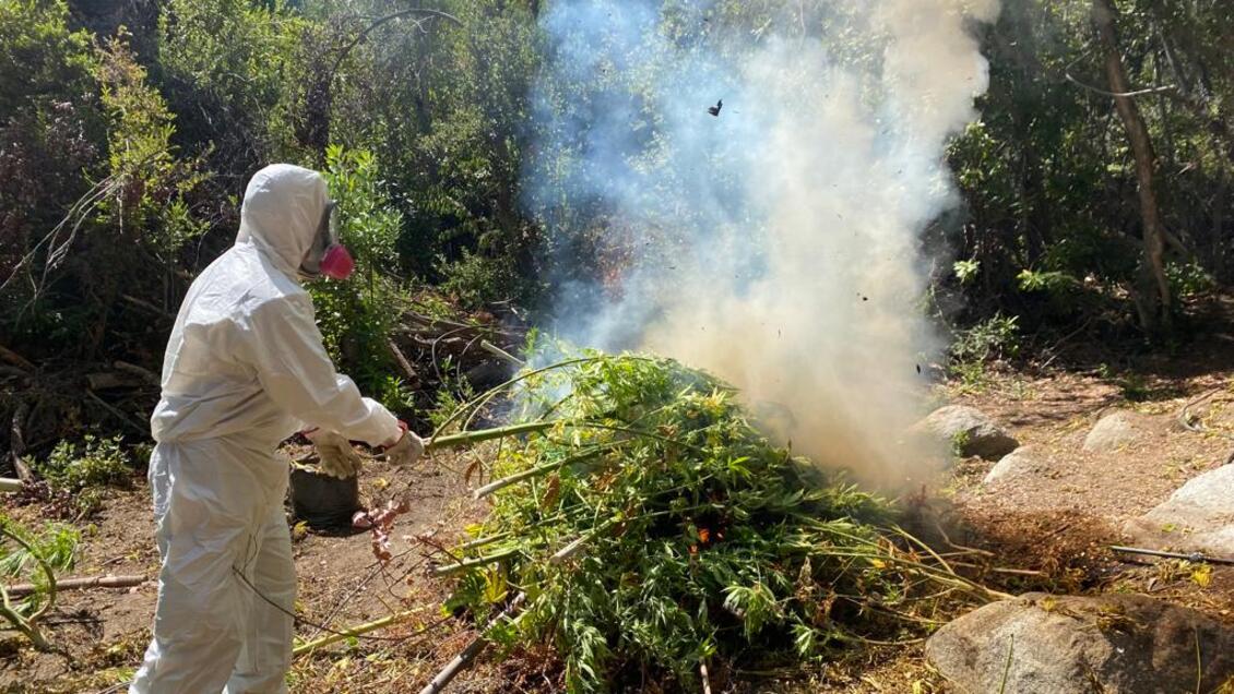 Carabineros decomisó más de 1.500 plantas de marihuana en Hijuelas y luego las quemó