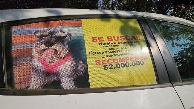  Doñihue: Familia ofrece millonaria recompensa para recuperar a su mascota robada  