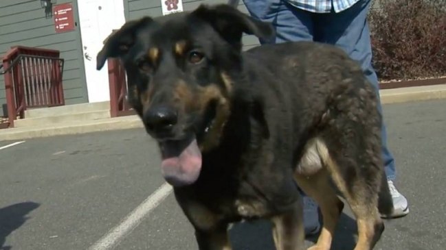 Familia homofóbica abandonó a perrito porque creyó que era gay