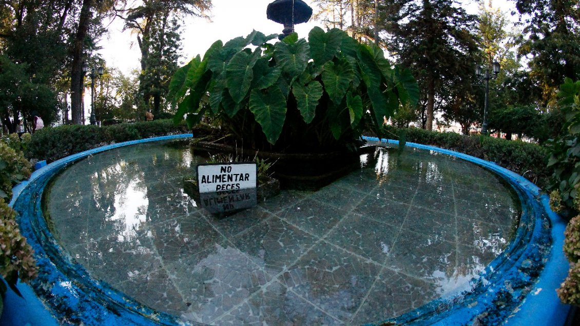 Insólito: Roban peces desde la pileta de la Plaza de Armas de Curicó