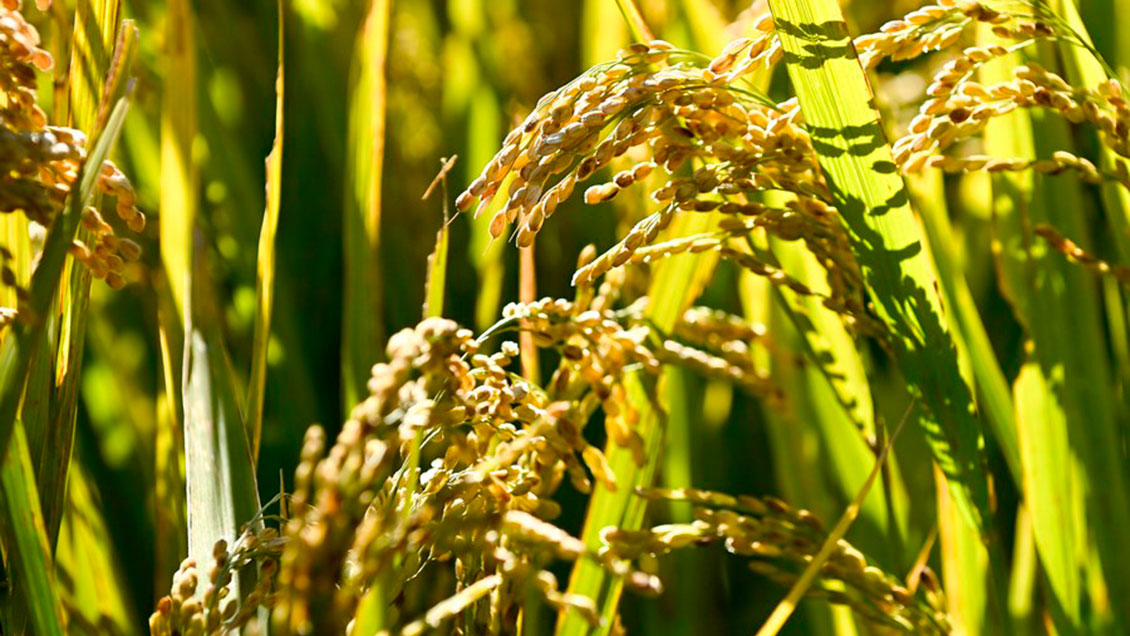 China introduce políticas para apoyar producción de granos