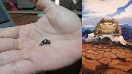  Descubren en Chile un ancestro prehistórico de los sapos  