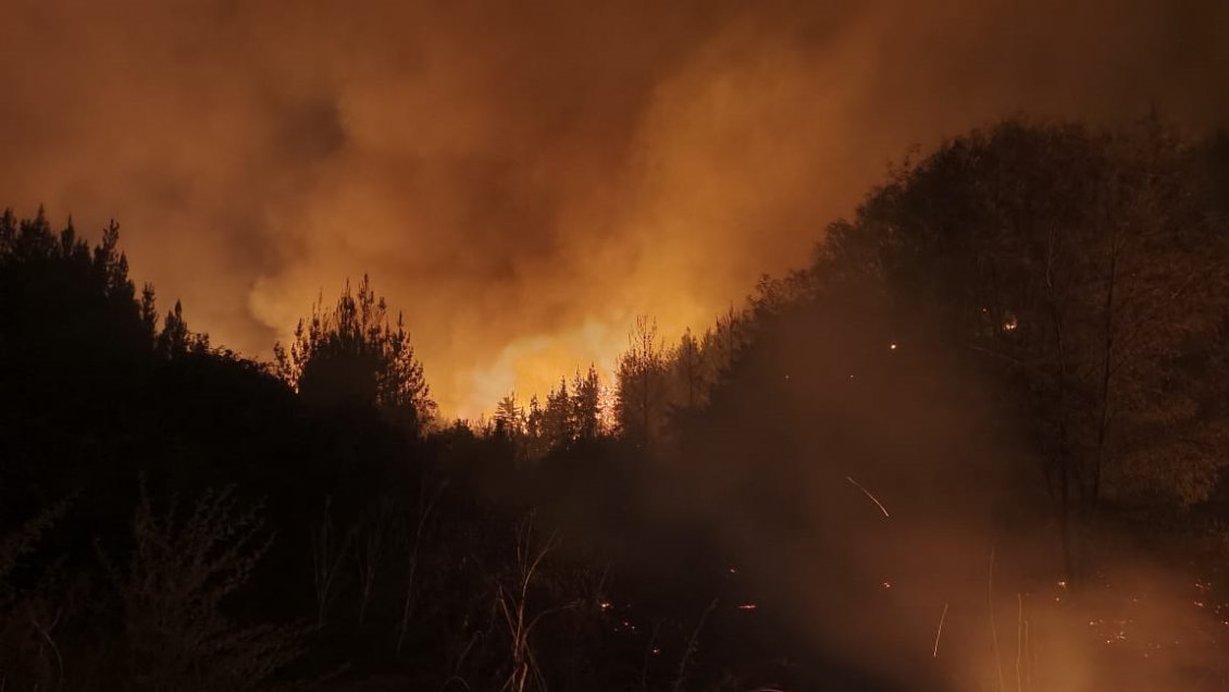 Incendio forestal consume 300 hectáreas de pinos en Curicó